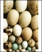 Foto 10 x 8 pulg imprimir of Colección de huevos de aves - mostrando...