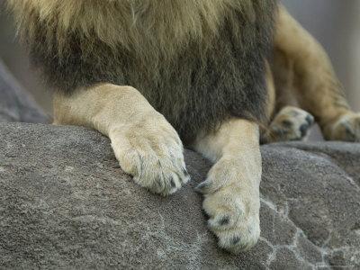 Foto African Lion's Paws at the Sedgwick County Zoo, Kansas, Joel Sartore - Laminas
