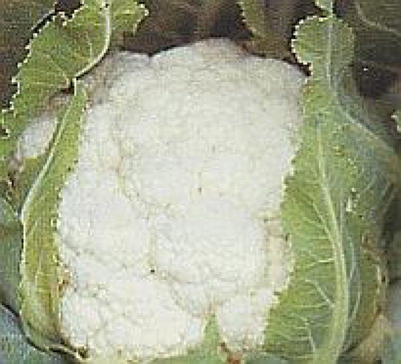 Foto Blumenkohl 'White Rock' - Brassica oleracea botrytis - BIOSAMEN