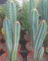 Foto Cereus peruvianus (6 caras)