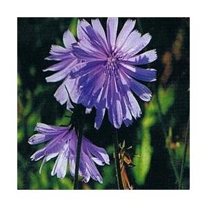 Foto Chicory bach flower remedy 10ml