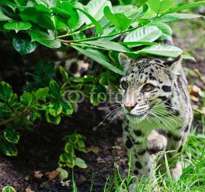 Foto Cuadro con foto profesional: Clouded leopard Neofelis Nebulova big cat portrait, del autor veneratio en Lienzo de 100 x 75 cm