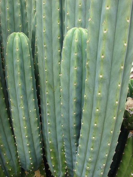 Foto Echinopsis pachanoi (cactus san pedro)
