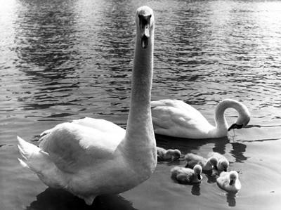 Foto Family of swans on the park lake 1955 - 100% Cotton Premium T-shirt