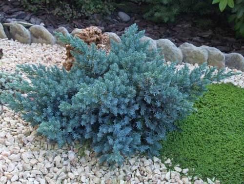 Foto Juniperus Squamata Blue Star (10 L)