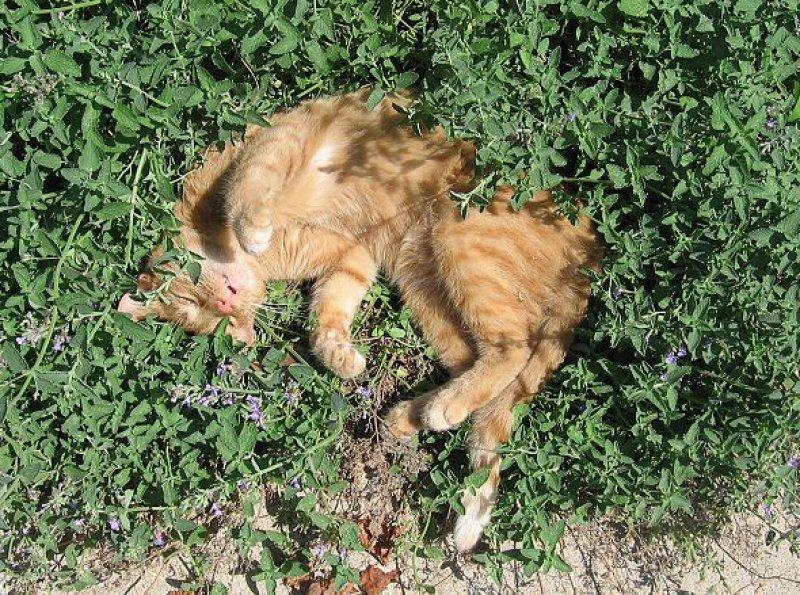Foto Katzenminze, echte - Nepeta cataria - Samen