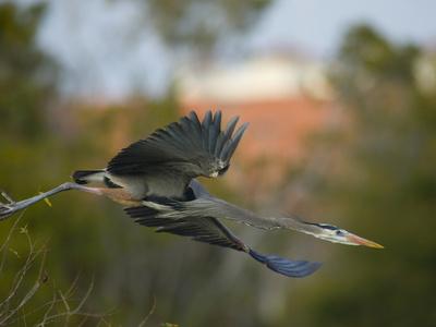 Foto Lámina fotográfica A Great Blue Heron, Ardea Herodias, in Flight de Paul Sutherland, 61x46 in.