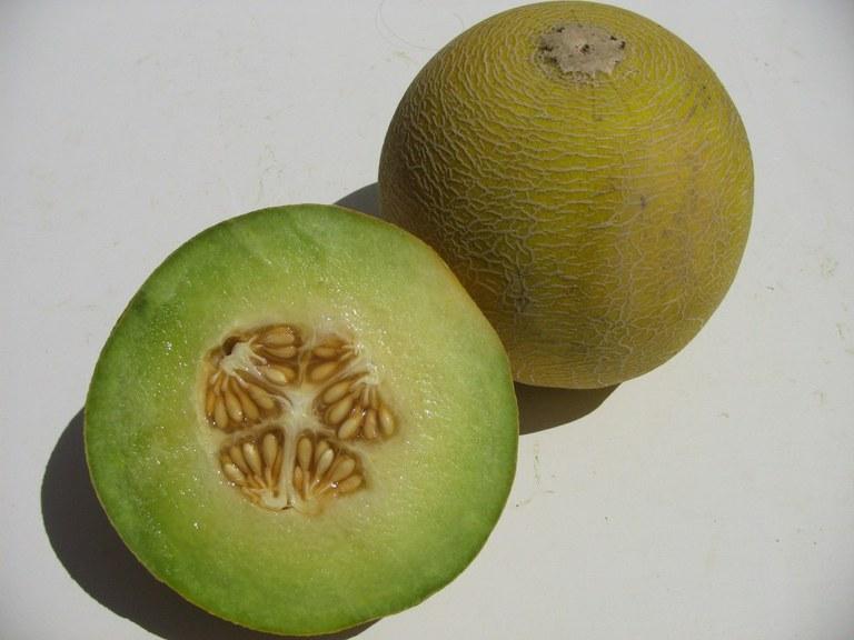 Foto Melon galia ecologico