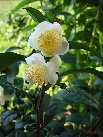 Foto Planta del te: camellia sinensis