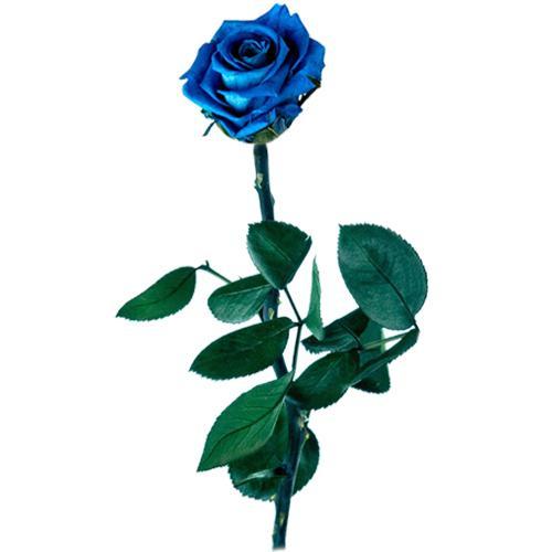 Foto Rosa Azul preservada