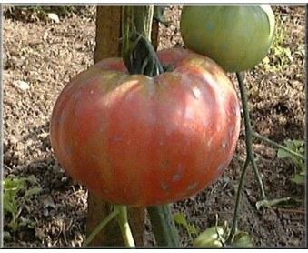 Foto Semillas tomate gregori altai bio (ex)