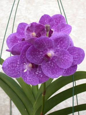 Foto Vanda orquidea