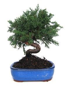 Foto 
Bonsai Juniperus Chinensis: 7 años 13x23cm



 foto 548666