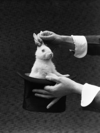 Foto 1930s Magician Hands Pulling Rabbit Out Of Top Hat, H. Armstrong Roberts - Laminas foto 523537