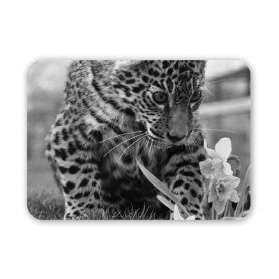 Foto At only 7 months old 'Jasmin' the Jaguar cub.. - Mouse Mat Art247 ... foto 939754