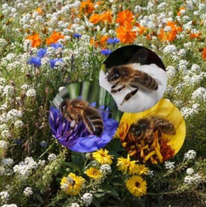 Foto Blumenmischung 'niedere Bienenweide' - Samen