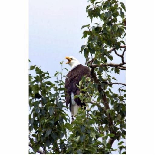 Foto Eagle calvo en árbol Esculturas Fotograficas foto 687116