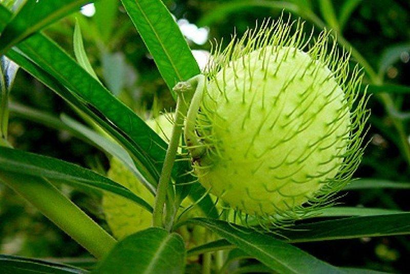 Foto Elfenkrone 'Hairy Balls' - Gomphocarpus physocarpus - Samen foto 123110