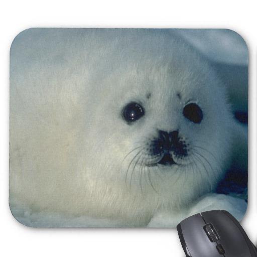 Foto Foto blanca de la foca de Groenlandia de un perrit Tapete De Raton foto 525357