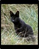 Foto Foto del ratón MAT of Un gato negro un serval 10 foto 160624