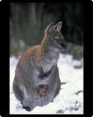 Foto Foto del ratón MAT of Wallaby de cuello rojo / walabí de Bennett foto 153388