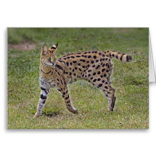 Foto Gato africano salvaje del Serval Tarjeta foto 547590
