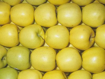 Foto Lámina fotográfica Apples, Golden Delicious Variety (Malus Domestica), Native to Asia Minor de Ken Lucas, 61x46 in. foto 897514