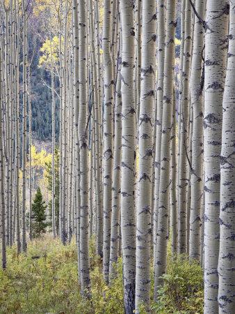Foto Lámina fotográfica Aspen Grove with Early Fall Colors, Maroon Lake, Colorado, United States of America, North America de James Hager, 61x46 in. foto 687316