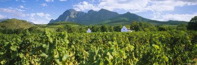 Foto Lámina fotográfica Babylons Torren Wine Estates, Paarl, Western Cape, Cape Town, South Africa de Panoramic Images, 91x30 in. foto 884161