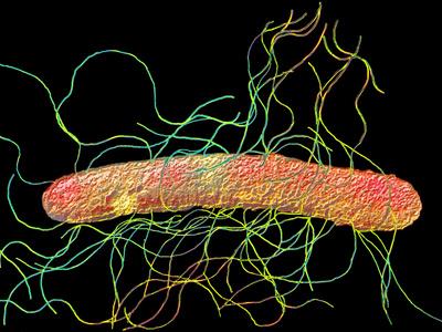 Foto Lámina fotográfica Bacteria, Proteus Mirabilis, Showing its Many Flagella, SEM X27,250 de Fred Hossler, 61x46 in. foto 648224