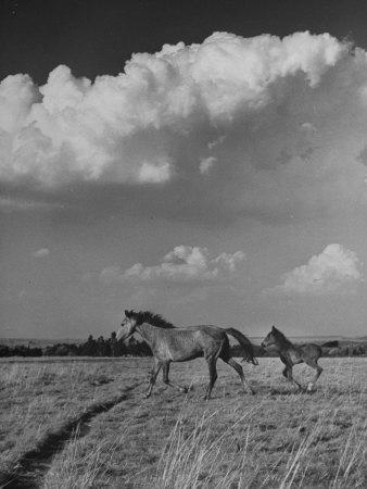 Foto Lámina fotográfica de primera calidad Mare and Colt Running across Open Field, with Billowy Clouds in Sky de Nat Farbman, 41x30 in. foto 681004