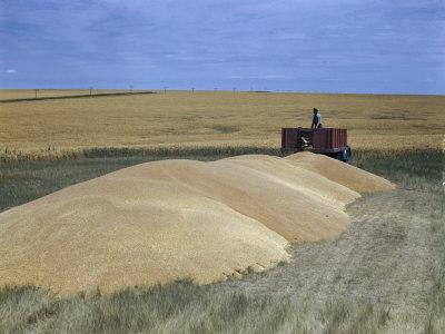 Foto Lámina fotográfica Farmer Backs Up a Truck to a Pile of Surplus Wheat from Big Harvest de Joseph Baylor Roberts, 41x30 in. foto 668429