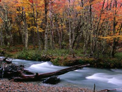 Foto Lámina fotográfica Nothofagus Forest and Stream on Hielo Azul Circuit Walk, Comarca Andina, Lake District de Grant Dixon, 61x46 in. foto 700509