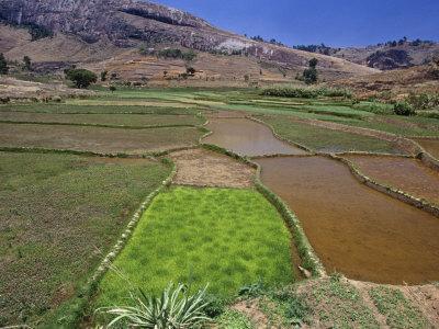 Foto Lámina fotográfica Rice Paddies, Oryza Sativa, Andrambaky Mountain, Madagascar, Africa de Gerald & Buff Corsi, 61x46 in. foto 874004