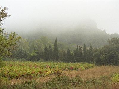 Foto Lámina fotográfica Vineyard and La Clape Mountain, Domaine Pech-Redon, Coteaux Du Languedoc La Clape de Per Karlsson, 61x46 in. foto 677405