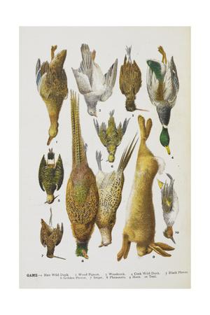 Foto Lámina giclée Assorted Game Including Rabbit, Duck, Snipe, Pigeon and Pheasants de Isabella Beeton, 61x41 in. foto 848430