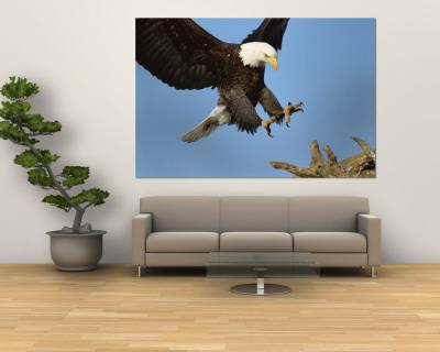 Foto Mural American Bald Eagle Comes in for a Landing on a Dead Tree Branch de Paul Nicklen, 183x122 in. foto 589002