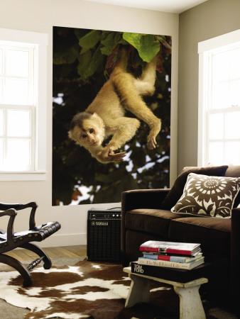 Foto Mural White-Fronted Capuchin Monkey Hanging From a Tree, Puerto Misahualli, Amazon Rain Forest, Ecuador de Pete Oxford, 183x122 in. foto 562254