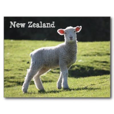 Foto Nueva Zelanda - cordero adorable que le mira Postal foto 282337