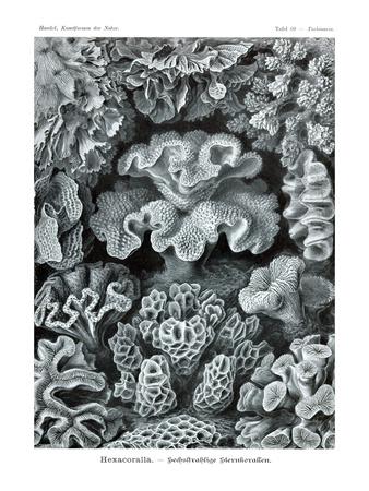 Foto Premium Poster Corals de Ernst Haeckel, 61x46 in. foto 654128