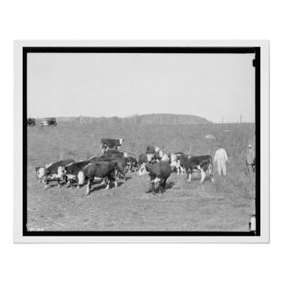 Foto Rancho de ganado Tennessee - 1933 de Hereford Impresiones foto 153131