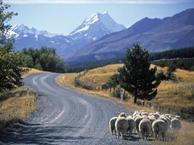 Foto Sheep Nr. Mt. Cook, New Zealand, Peter Adams - Laminas foto 481083