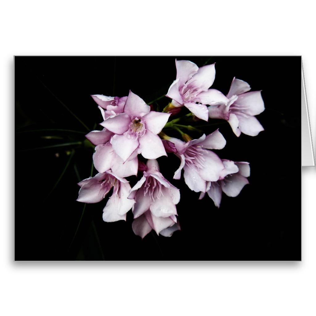 Foto Tarjeta en blanco - Oleander rosado foto 829758