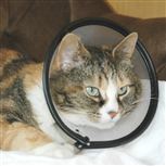 Foto The Company Of Animals Smart Collar Cat foto 98375