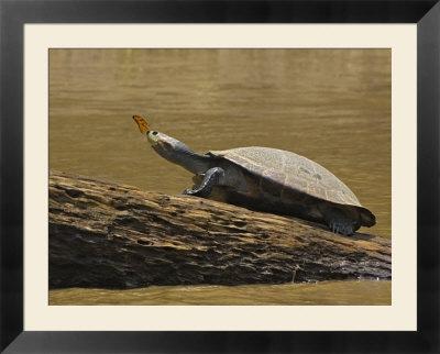Foto Turtle Atop Rock with Butterfly on Its Nose, Madre De Dios, Amazon River Basin, Peru foto 6773