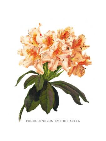 Foto Vinilos decorativos Rhododendron Smithii Aurea de H.g. Moon, 81x61 in. foto 616937