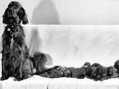 Foto Wendy My Pride a Red Setter with a Litter of Eleven New Born Puppiesy London, December 1968 - Laminas foto 454526